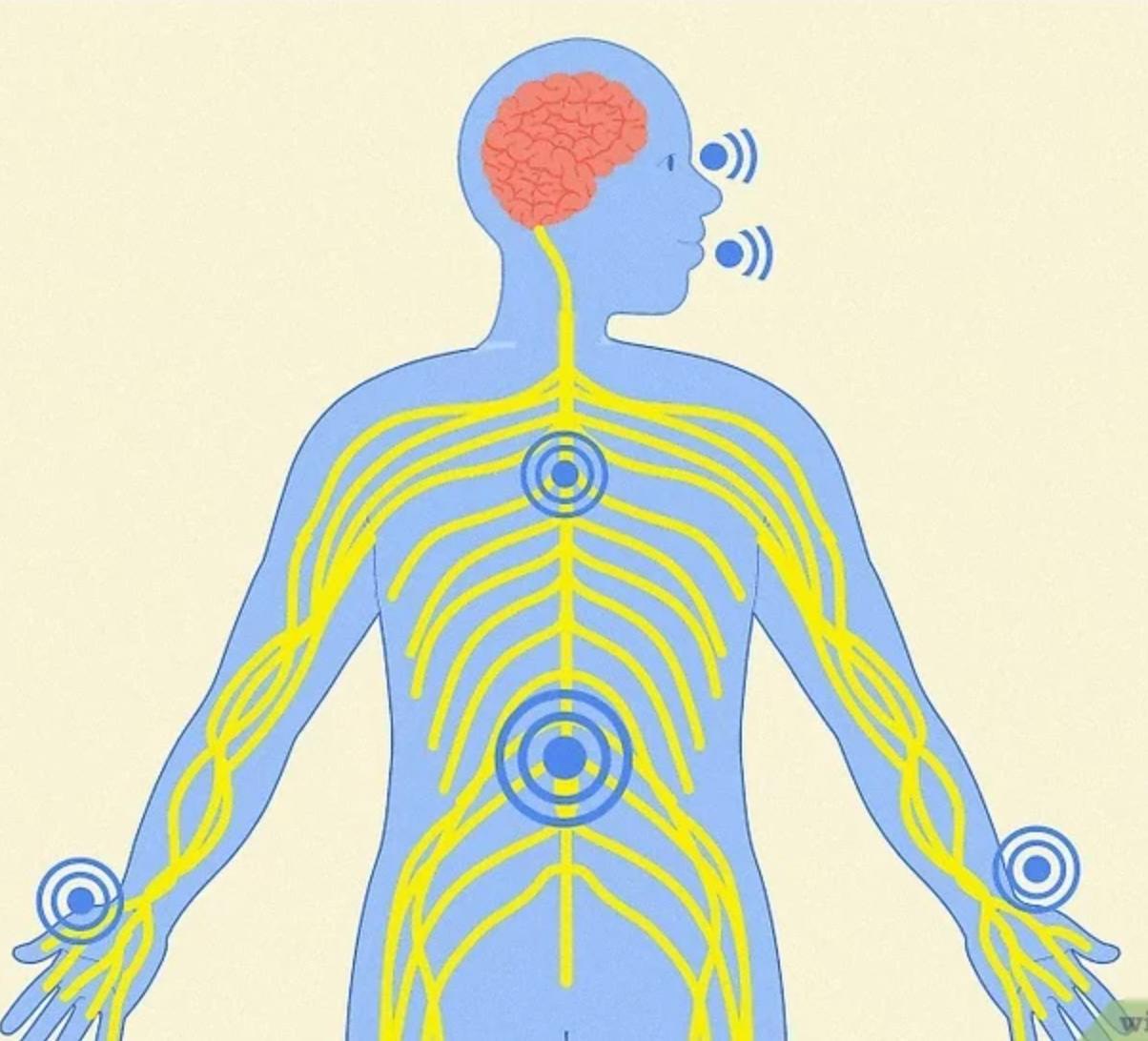 Illustration of the human nervous system, with nerves running through the body
