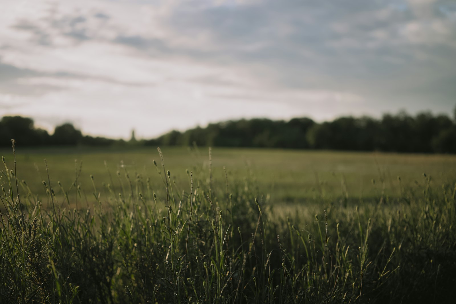 An open green meadow under a soft, calm sky